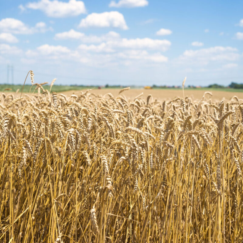 Convocatorias del PERTE agroalimentario 2024: acceda a subvenciones para la industria alimentaria y pesquera