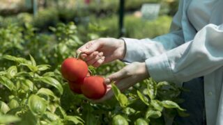 Subvenciones para la modernización en la industria agroalimentaria en Castilla y León (2024): Programa del Fondo de Transición Justa