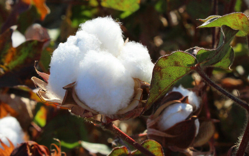 Ayudas productos agrícolas Cantabria